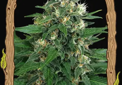 Exotic Thai