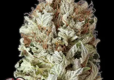Extreme Impact Auto