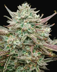Face Fat Auto