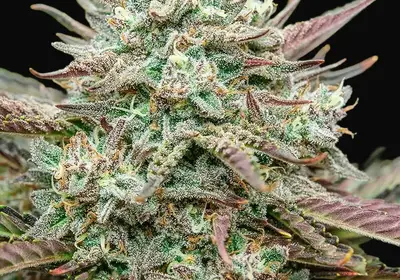 Face Fat Auto