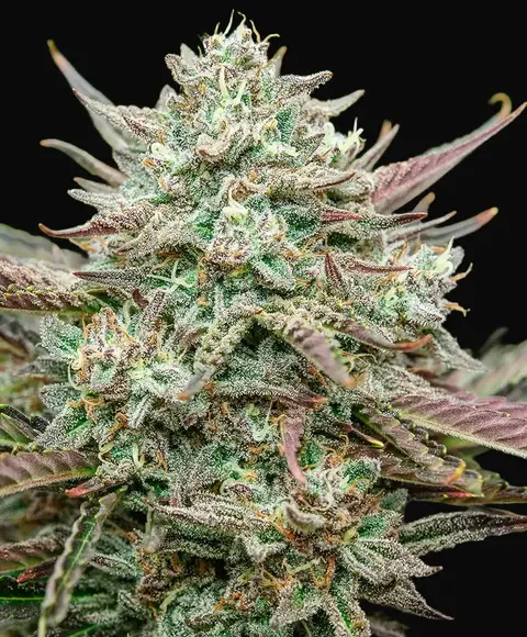 Face Fat Auto