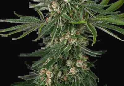 Fallout OG