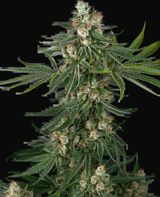 Fallout OG