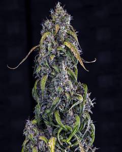 Fantasmo Express Auto