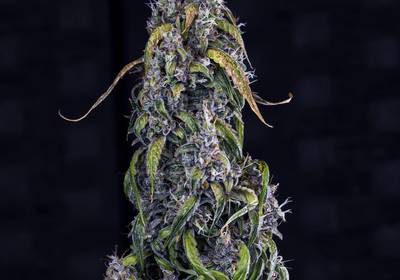 Fantasmo Express Auto