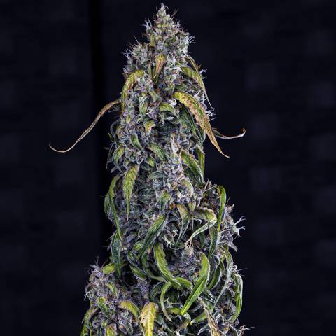 Fantasmo Express Auto