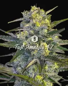 Fast Amnesia 47