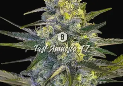 Fast Amnesia 47