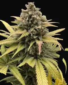 Fast Big Gorilla