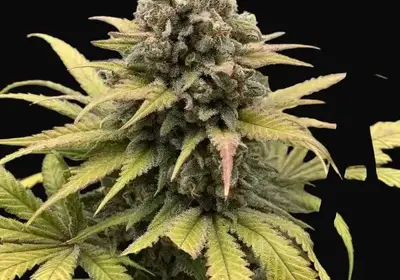 Fast Big Gorilla