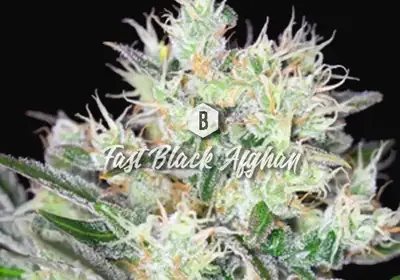 Fast Black Afghan