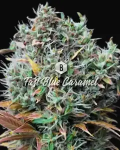 Fast Blue Caramel