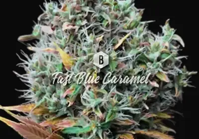 Fast Blue Caramel