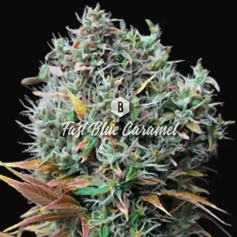 Fast Blue Caramel