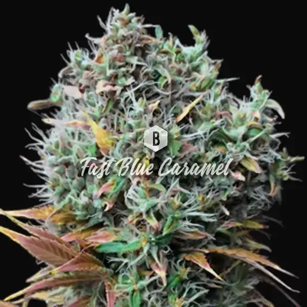Fast Blue Caramel