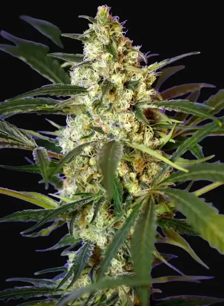 Fast Bud #2 Auto