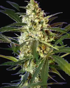 Fast Bud Auto