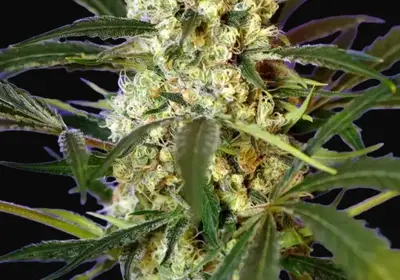 Fast Bud Auto