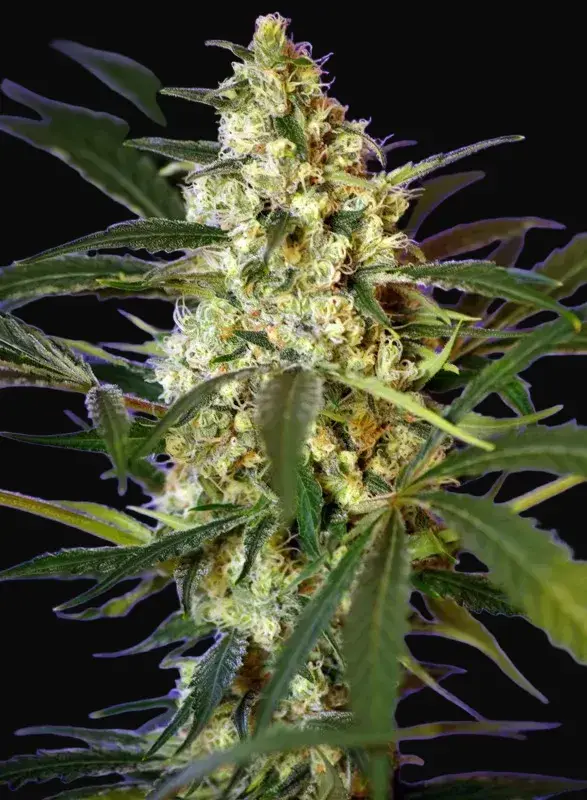 Fast Bud Auto
