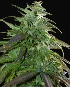 Fast Bud Outdoor