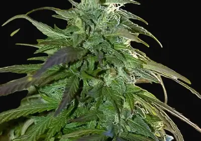 Fast Bud Outdoor
