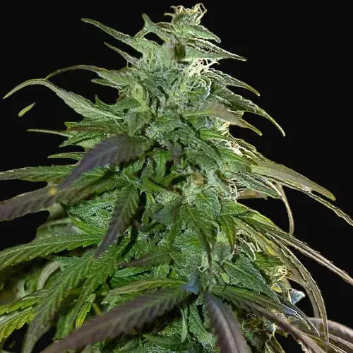 Fast Bud Outdoor