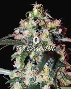 Fast Caramel OG