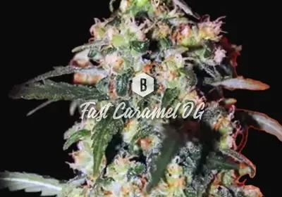 Fast Caramel OG