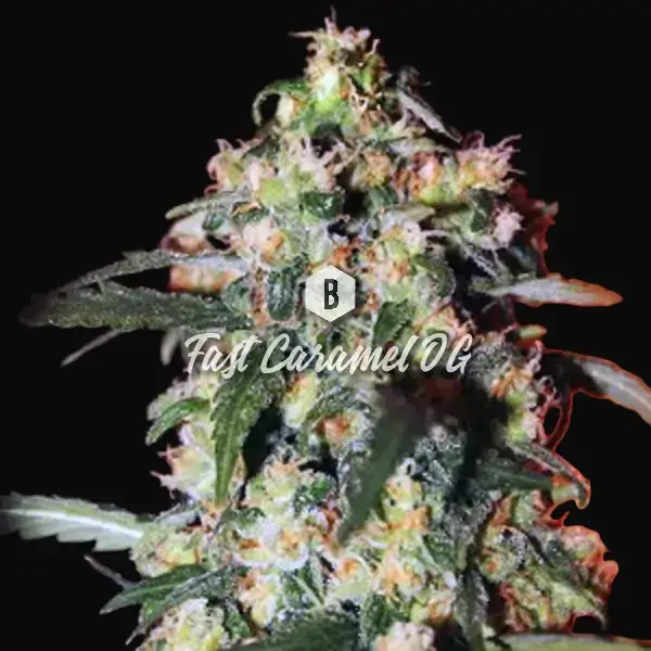 Fast Caramel OG