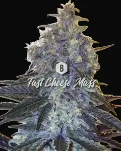 Fast Cheese Mass