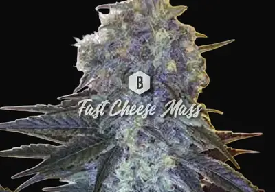 Fast Cheese Mass