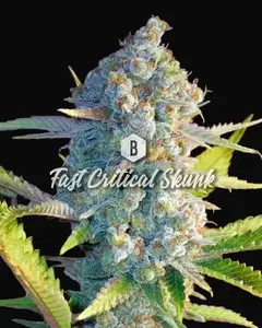 Fast Critical Skunk