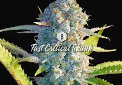 Fast Critical Skunk