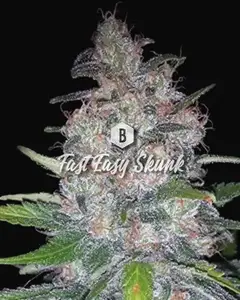 Fast Easy Skunk