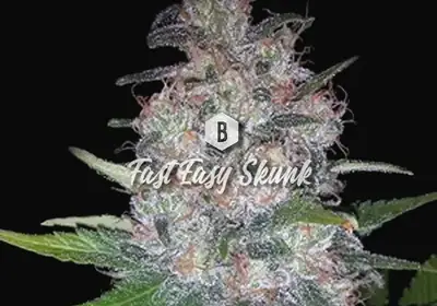 Fast Easy Skunk