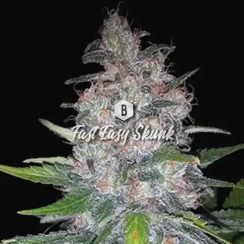 Fast Easy Skunk