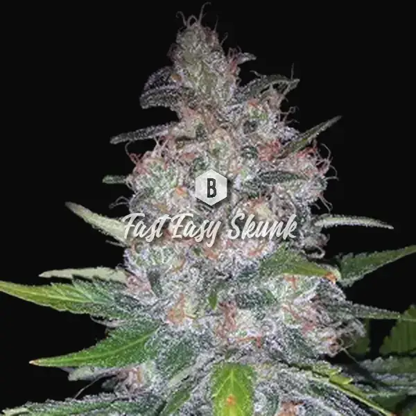 Fast Easy Skunk