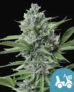 Fast Eddy Automatic CBD