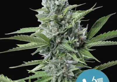 Fast Eddy Automatic CBD