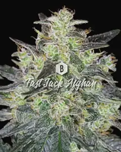 Fast Jack Afghan