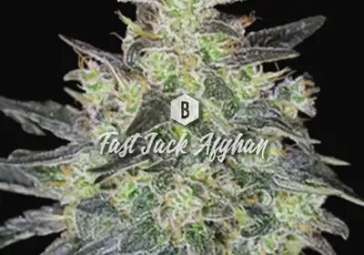 Fast Jack Afghan