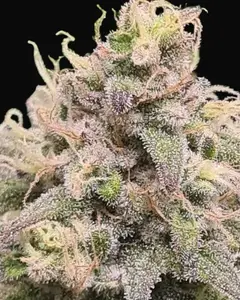 Fast OG Kush