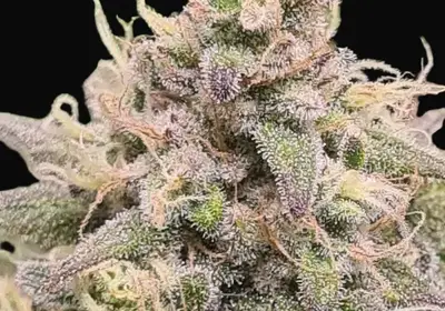 Fast OG Kush