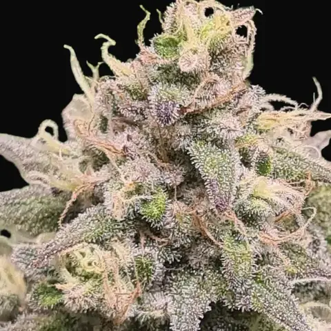 Fast OG Kush