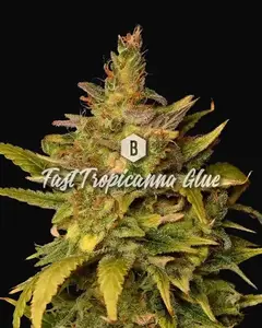 Fast Tropicanna Glue