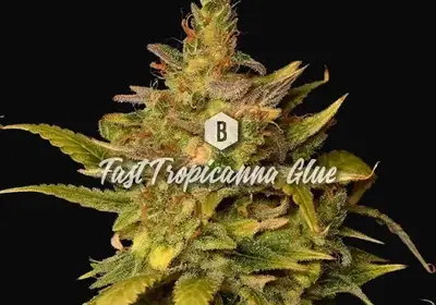 Fast Tropicanna Glue