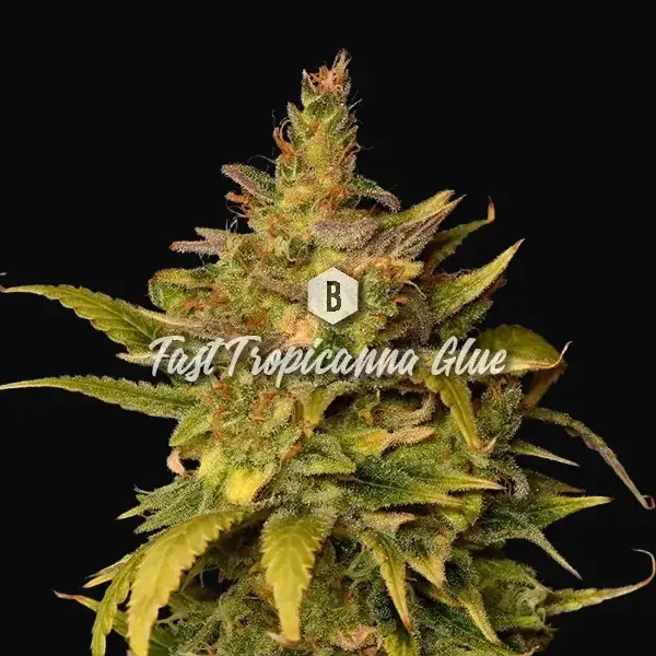 Fast Tropicanna Glue