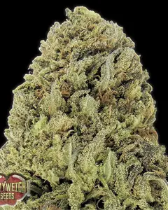 Fast & Vast Auto