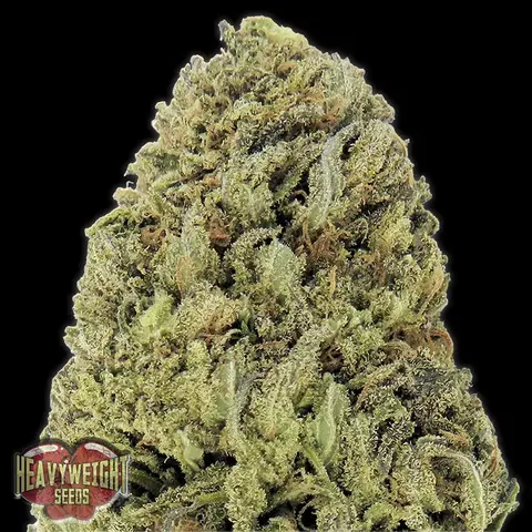 Fast & Vast Auto