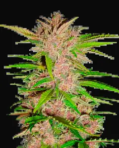 Fastberry Auto